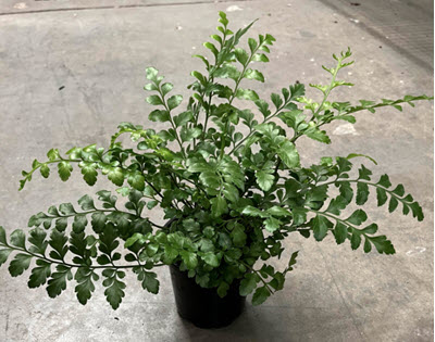 4" Fern Austral Gem 